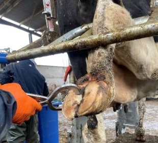 Person checking a hoof with a hoof tester.